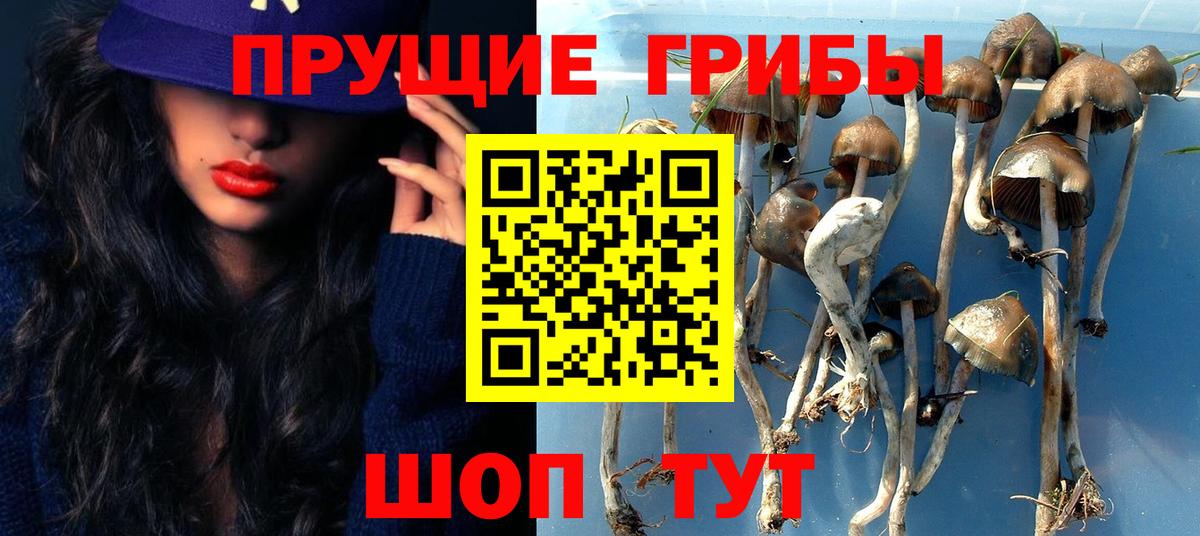 Псилоцибиновые грибы мицелий  Вход с VPN  Кизилюрт 